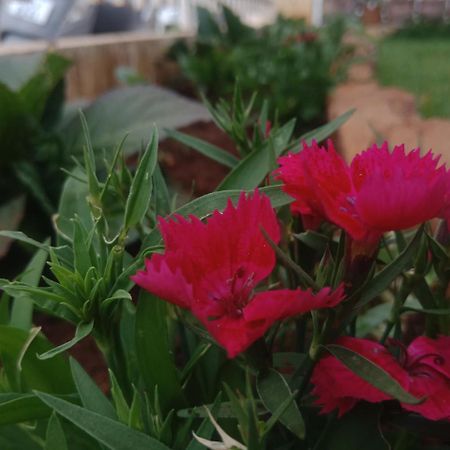 Aanvis inn Ooty Buitenkant foto